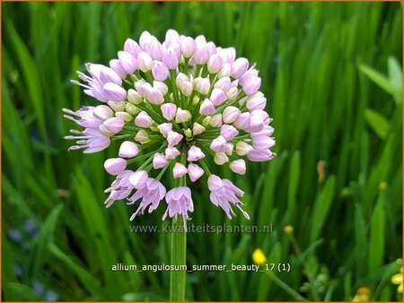 Allium angulosum &#39;Summer Beauty&#39;