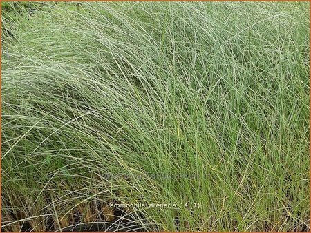 Ammophila arenaria