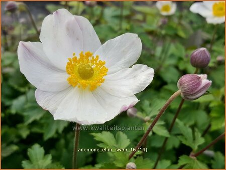 Anemone &#39;Elfin Swan&#39;