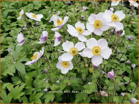 Anemone &#39;Elfin Swan&#39;