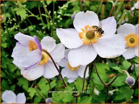 Anemone &#39;Elfin Swan&#39;