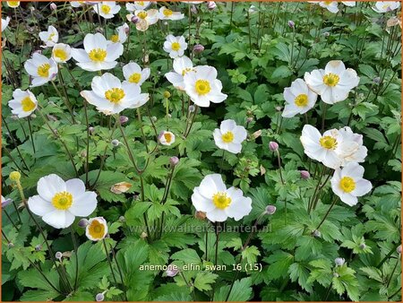 Anemone &#39;Elfin Swan&#39;