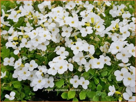 Arabis caucasica &#39;Bakkely&#39;