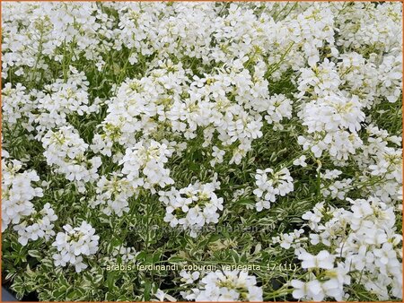 Arabis ferdinandi-coburgii &#39;Variegata&#39;