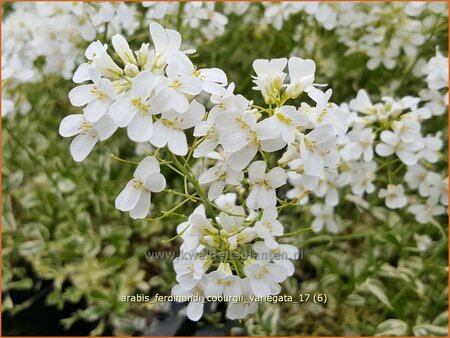 Arabis ferdinandi-coburgii &#39;Variegata&#39;