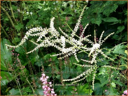 Aruncus dioicus &#39;Kneiffii&#39;