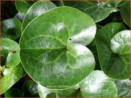 Asarum europaeum