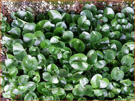 Asarum europaeum