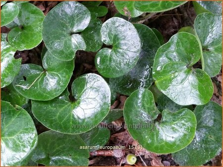 Asarum europaeum