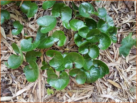 Asarum europaeum