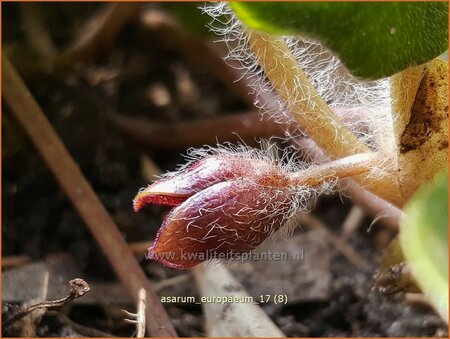 Asarum europaeum