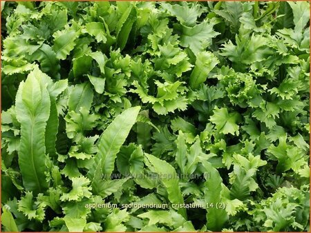 Asplenium scolopendrium &#39;Cristatum&#39;