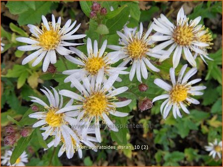 Aster ageratoides &#39;Asran&#39;