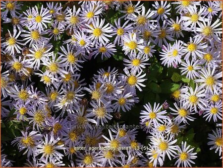 Aster ageratoides &#39;Asran&#39;