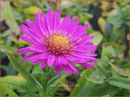 Aster &#39;Anneke&#39;