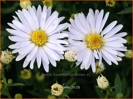 Aster 'Apollo'
