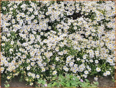 Aster 'Apollo'