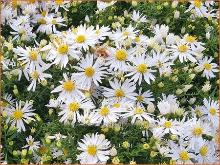 Aster 'Apollo'