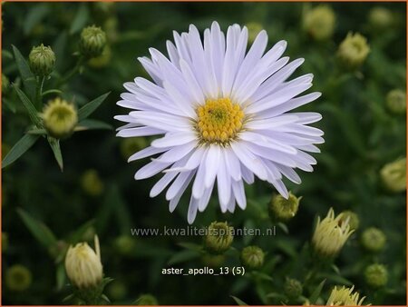 Aster &#39;Apollo&#39;