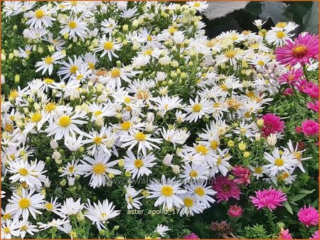 Aster 'Apollo'