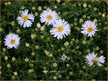 Aster 'Apollo'