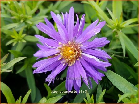 Aster &#39;Augenweide&#39;