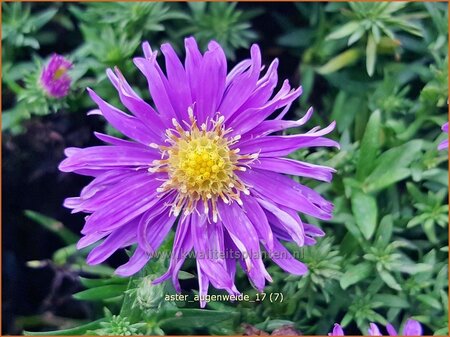 Aster &#39;Augenweide&#39;