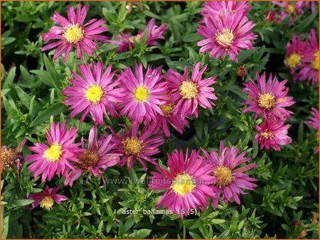 Aster &#39;Bahamas&#39;