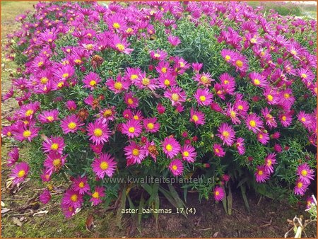 Aster &#39;Bahamas&#39;