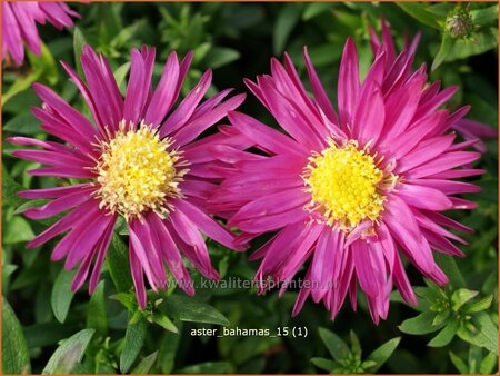 Aster &#39;Bahamas&#39;