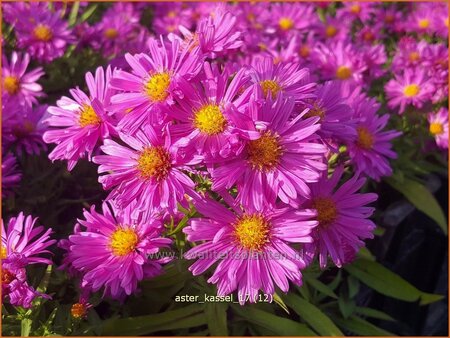 Aster &#39;Kassel&#39;