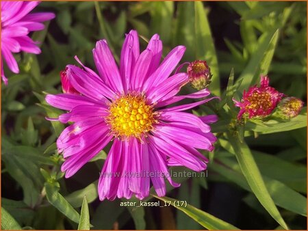 Aster &#39;Kassel&#39;