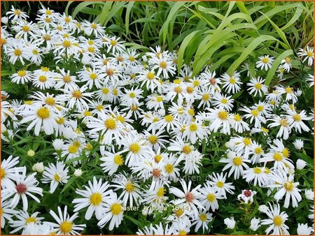 Aster &#39;Kristina&#39;