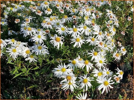 Aster &#39;Kristina&#39;