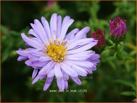 Aster &#39;Lady in Blue&#39;