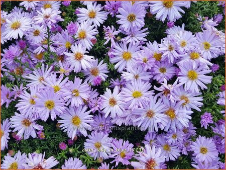 Aster &#39;Lady in Blue&#39;