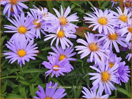 Aster &#39;Mittelmeer&#39;