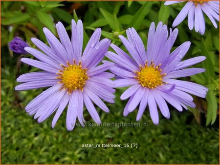 Aster &#39;Mittelmeer&#39;