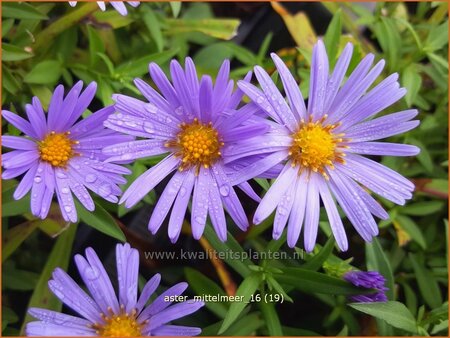 Aster &#39;Mittelmeer&#39;