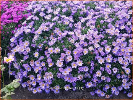 Aster &#39;Mittelmeer&#39;