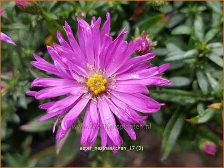 Aster 'Nesthäkchen'