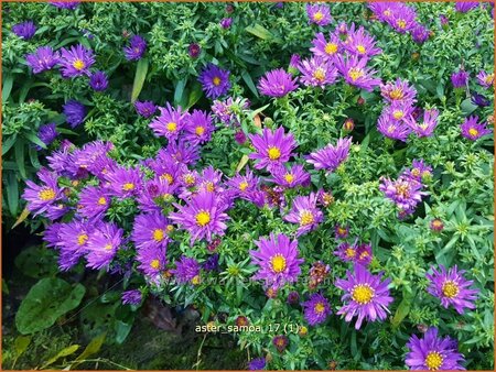 Aster &#39;Samoa&#39;