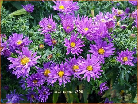 Aster &#39;Samoa&#39;