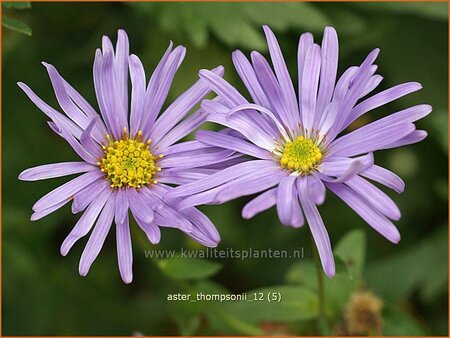 Aster thomsonii