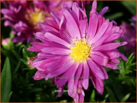 Aster &#39;Tonga&#39;