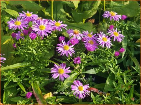 Aster &#39;Wachsenburg&#39;