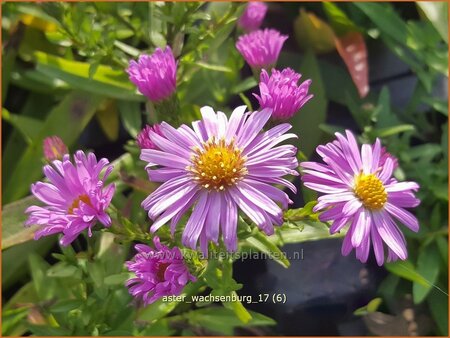 Aster &#39;Wachsenburg&#39;