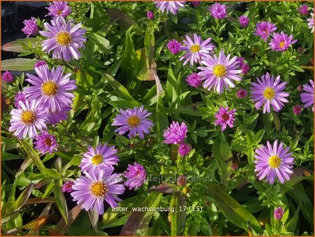 Aster &#39;Wachsenburg&#39;