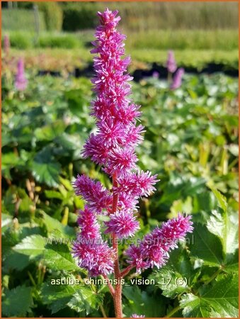 Astilbe chinensis &#39;Vision&#39;