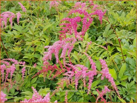 Astilbe &#39;Straußenfeder&#39;